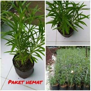 Jual Paket Hemat 5 Tanaman Hias Pengusir Nyamuk Lavender Bunga Ungu