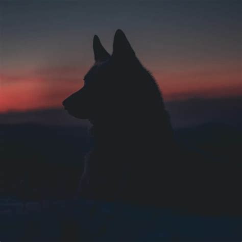 The Lonely Wolf Is Being Superseded” Eric Salmon And Partners
