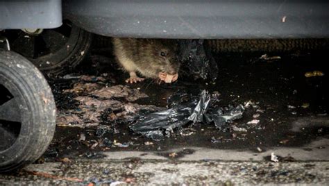 VIDÉO Nouvelle alerte sur la prolifération des rats à Paris ici