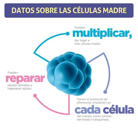 Qué son las células madre Celulas Madrela