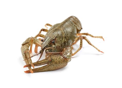 Fresh Raw Crayfish Isolated Healthy Seafood Stock Image Image Of