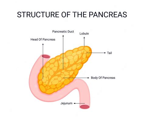 Premium Vector Structure Of The Pancreas Human Organ Illustration Organ Details Concept