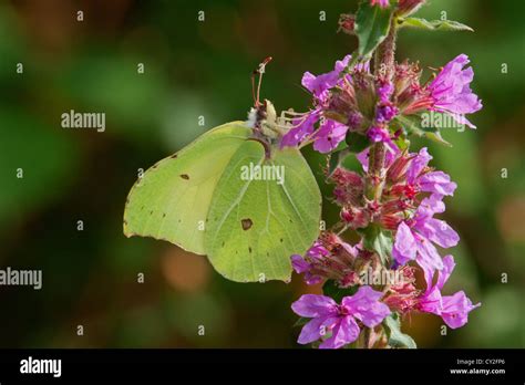 Female Brimstone butterfly nectaring Stock Photo - Alamy