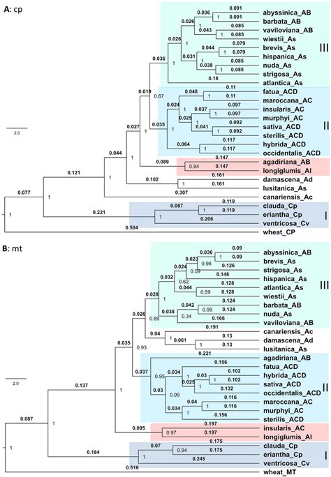 Phylogenetic Tree Branch Length