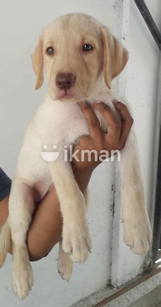 Labrador Female Puppies For Sale In Maharagama Ikman