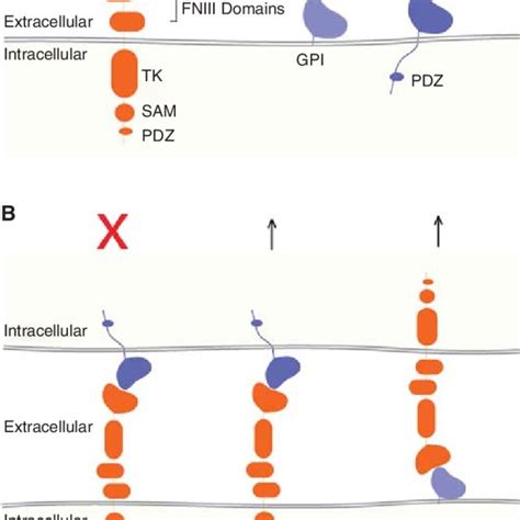 Schematic Of Eph Ephrin Structure And Signaling At Cell Cell Junctions