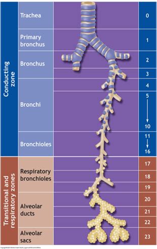 Ex Phys Pulmonary Structure And Function Ch Flashcards Quizlet