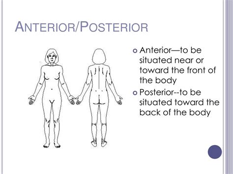 Anterior Posterior