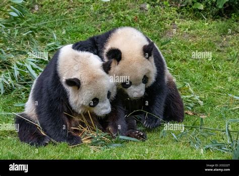 Pandas Gigantes Pandas De Oso Panda De Beb Y Su Madre Comiendo Bamb