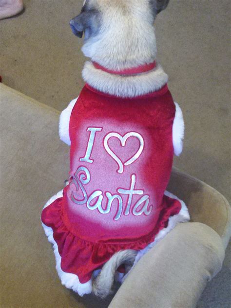 Free Images Animal Pink Santa Pug Stuffed Toy Dog Like Mammal