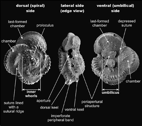 Figure 1 From A Monographic Study And Atlas Of Late Cretaceous Planktic