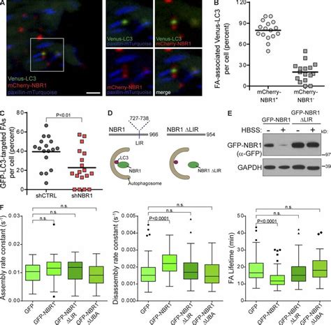 Nbr Mediated Selective Autophagy Promotes Fa Disassembly A