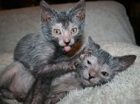 Lykoi, The Werewolf Cat | Kittens Whiskers