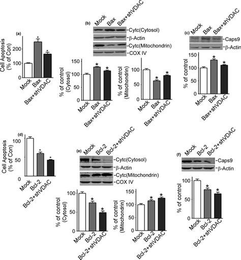 Vdac1 Regulates The Effects Caused By Bax And Bcl 2 In Epilepsy A C