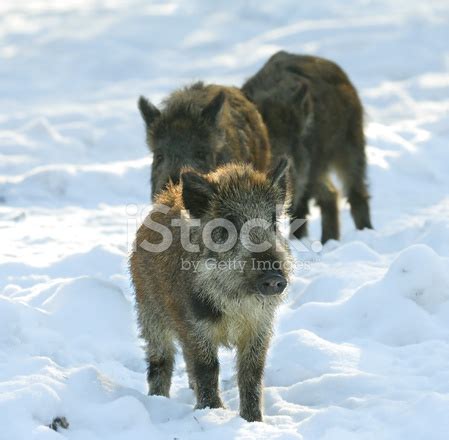 Baby Of Wild Boar Stock Photo | Royalty-Free | FreeImages