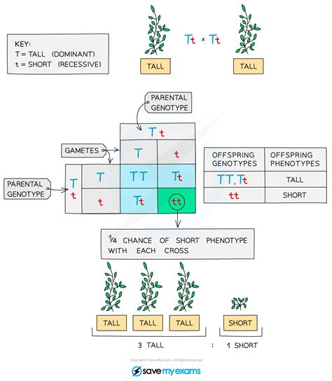 Edexcel IGCSE Biology 复习笔记 3.2.4 Predicting Genetic Inheritance-翰林国际教育