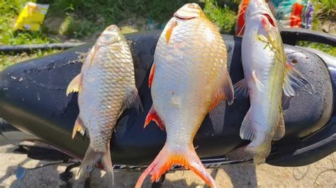 Besar Gila Lampam Merah Sungai Kuala Ketil Mancing Lampam Dan Baung