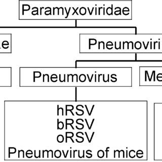 Paramyxoviridae. A new paramyxovirus closely related to RSV, the human... | Download Scientific ...