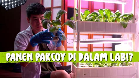 PANEN PAKCOY PERTAMA DI LAB GUE YouTube