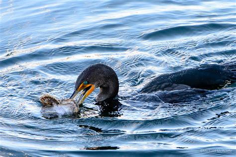 Fishing Cormorant - Michael McAuliffe Photography