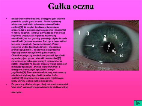 Ppt Oko Człowieka Powerpoint Presentation Free Download Id4543433