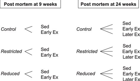 Experimental Design And Timeline Male Offspring From Each Experimental Download Scientific