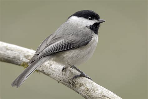 Spring Birds Shenandoah Valley Front Royal VA