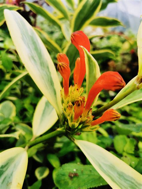 Aeschynanthus sp. Thailand Variegated – Dibleys