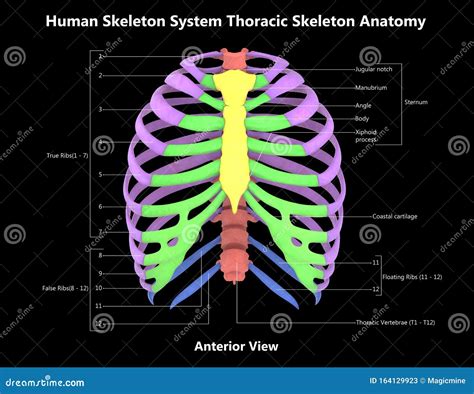 Thoracic Skeleton Of Human Skeleton System Anatomy With Detailed Labels