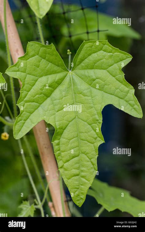 Melon Leaves Identification