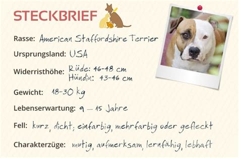 American Staffordshire Terrier Steckbrief Charakter Wesen And Haltung