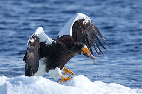 Белоплечий или тихоокеанский орлан (лат. Haliaeetus pelagicus)