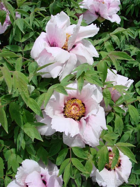 Tree Peony Paeonia Suffruticosa In Park Head Of A Pale Pink Peony