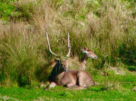 Rusa Deer · New Zealand Safaris