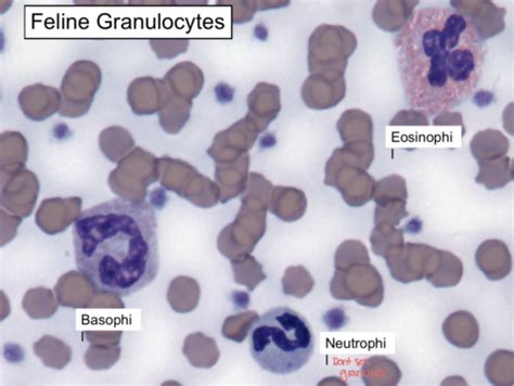 Leukocytes Flashcards Quizlet