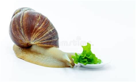 Funny Achatina Snail Crawling To The Bowl With The Cabbage Left Side