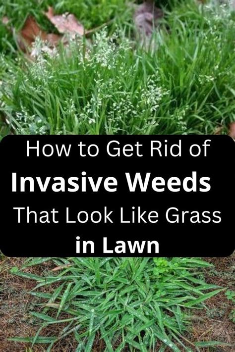 15 Invasive Weeds That Look Like Grass With Pictures Artofit