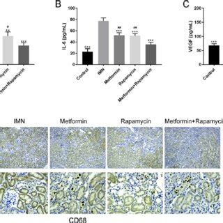 Metformin Combined With Rapamycin Reduced The Inflammatory Response In