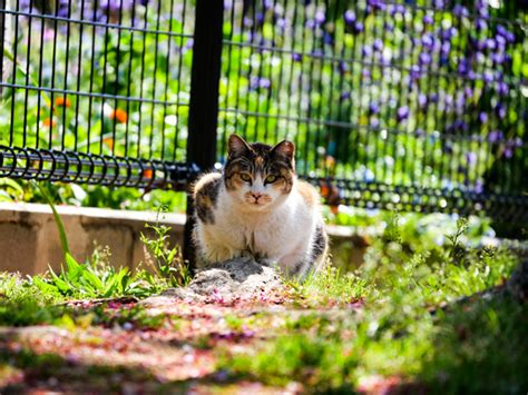 近所の野良猫ちゃん。 By Slowlygo→ （id：10299681） 写真共有サイトphotohito