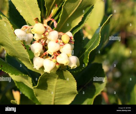 Wild Strawberry Tree Flowers Arbutus Unedo Mediterranean Mountain