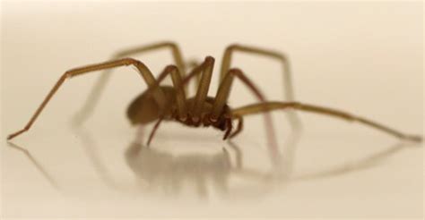 Fiddleback Spider Case Heads to TX Supreme Court – Branum PLLC