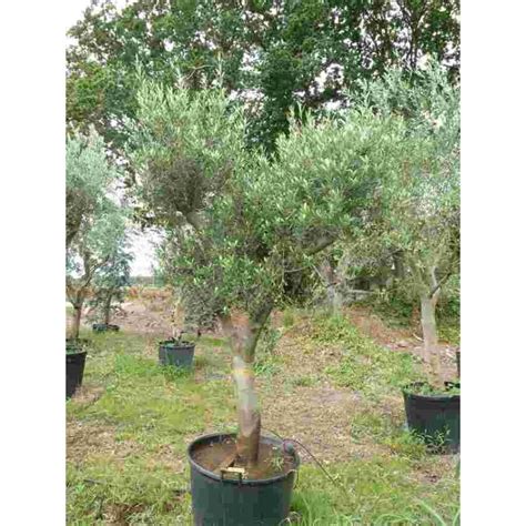 Olea Europea Arbres Tiges 66 00