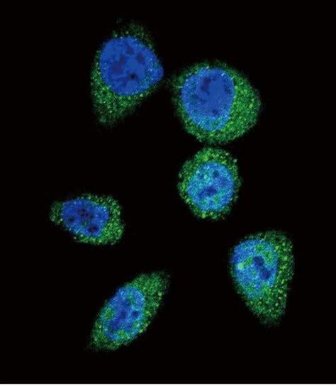 mTOR Polyclonal Antibody Invitrogen 400 μL Unconjugated Antikörper