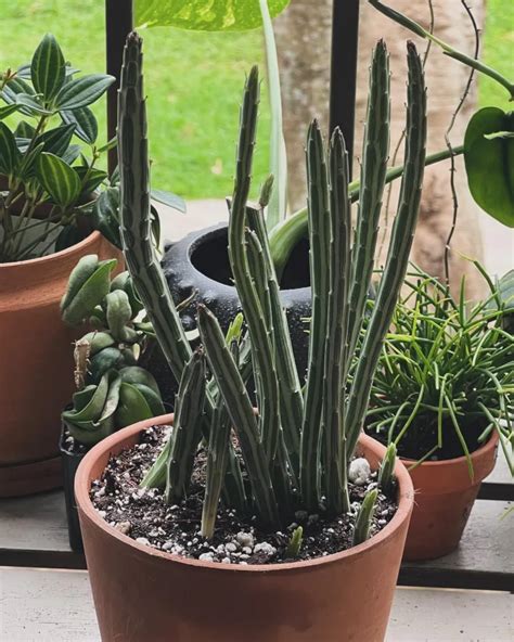 How To Care For The Quirky Pickle Plant A Comprehensive Guide