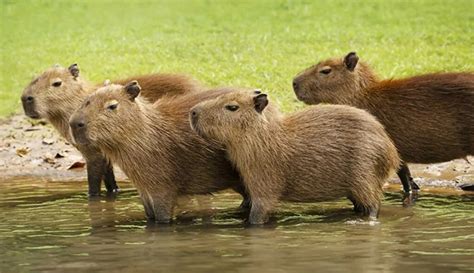 Do Capybaras Have Different Breeds? - [Answered]