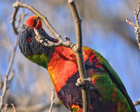 Rainbow Lorikeet- Adelaide : r/AustralianBirds