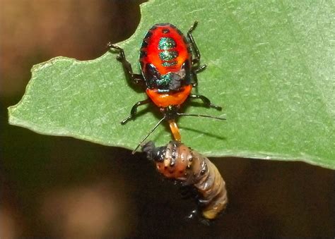 Glossy Shield Bug Predatory Shield Bug Cermatulus Nasalis