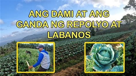 ang dami  ang ganda ng repolyo  labanos youtube