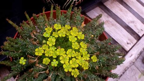 The Medusa S Head Succulent Plant Euphorbia Flanaganii In Flower