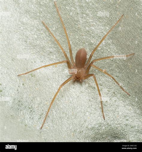 Mediterranean recluse spider, violin spider (Loxosceles rufescens ...